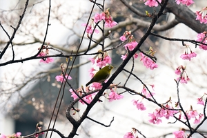 河津桜011.jpg