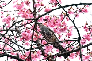 河津桜009.jpg