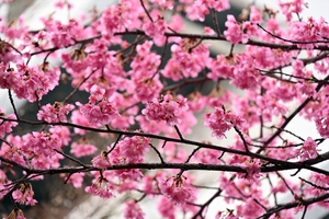 河津桜003.jpg