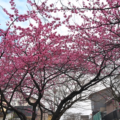 河津桜001.jpg