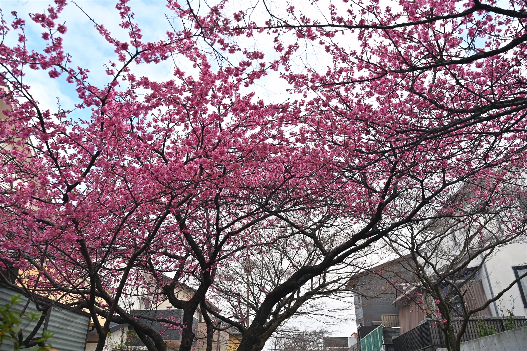 河津桜001.jpg