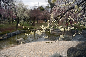 北野天満宮011.jpg