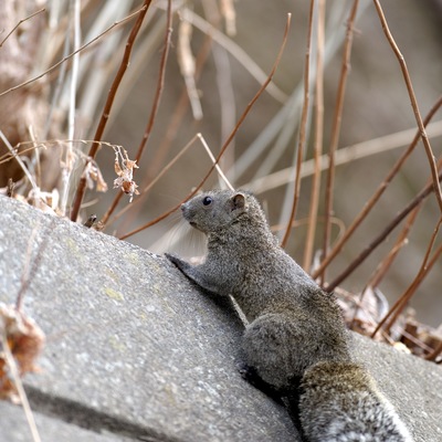 台湾リス.jpg