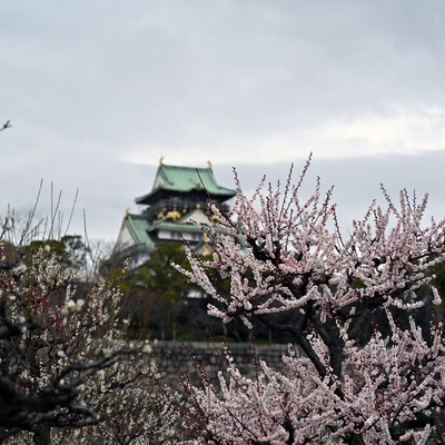 大阪城梅林016.jpg