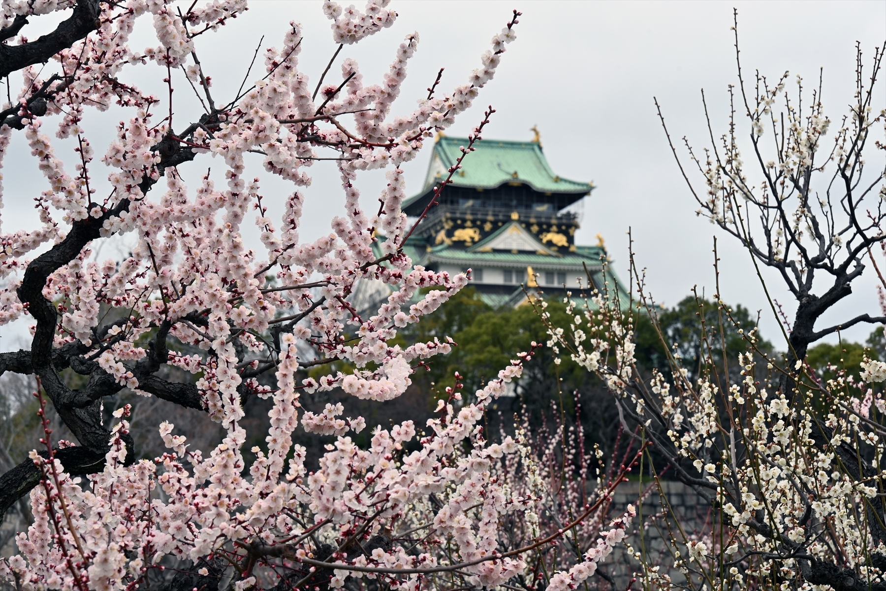 大阪城梅林004.jpg