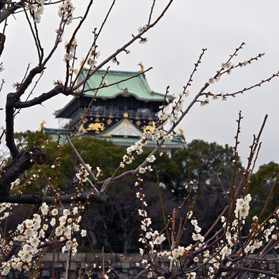 大阪城梅林003.jpg