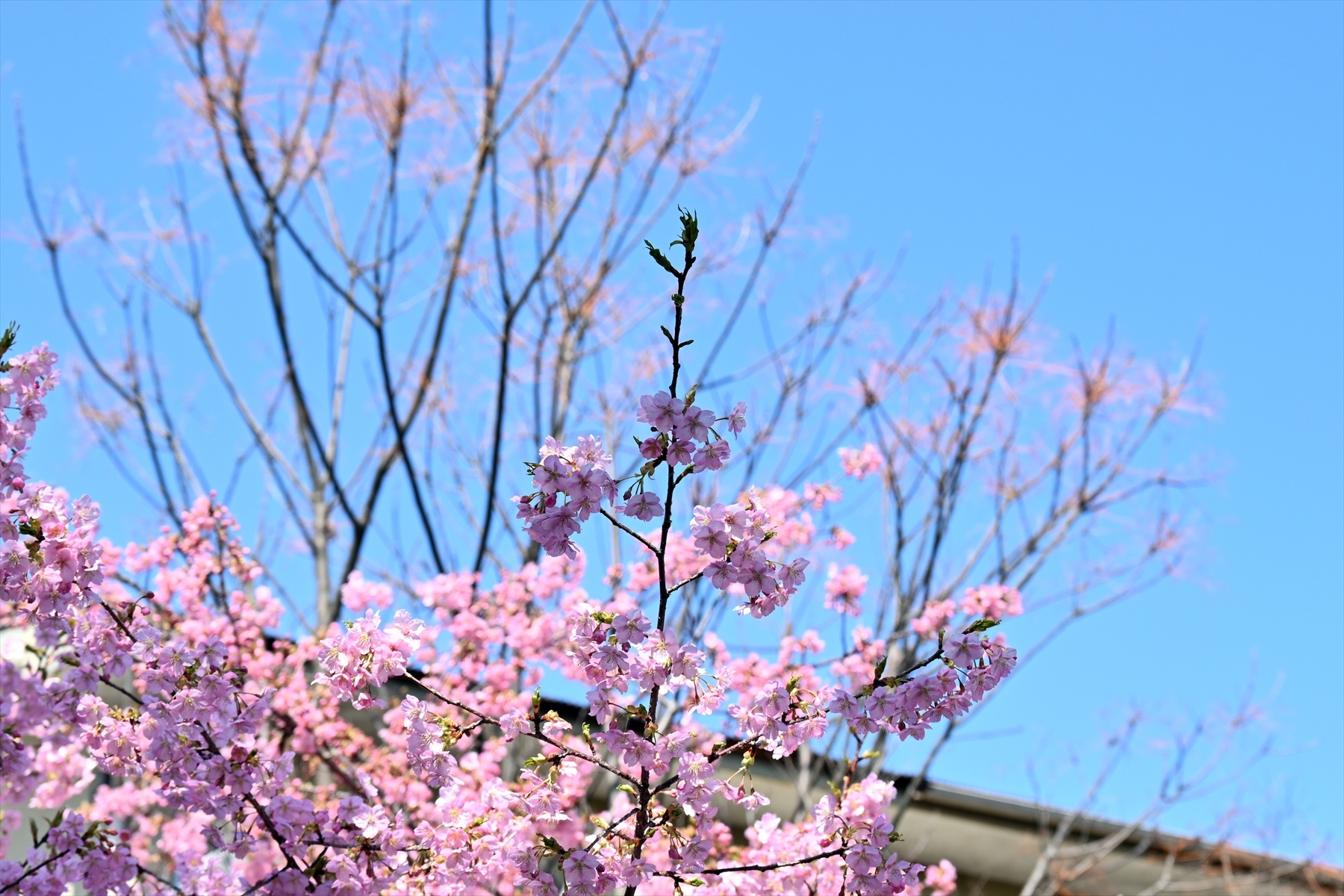 河津桜008.jpg