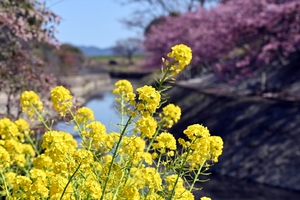 河津桜007.jpg