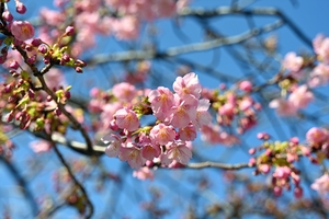 河津桜003.jpg