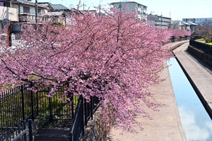 河津桜001.jpg