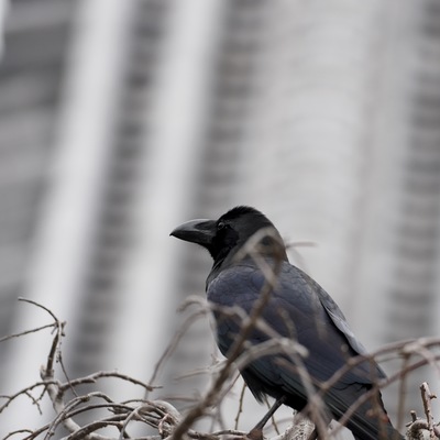 カラス.jpg