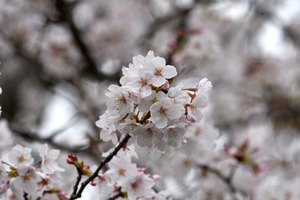 桜__04.JPG