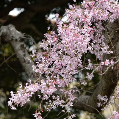 枝垂れ桜__04.JPG