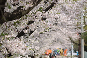 240406_sakura02.JPG