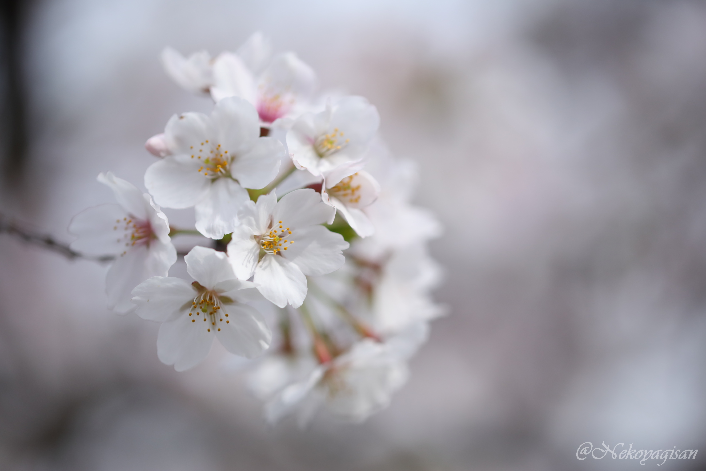 240406_sakura03.JPG