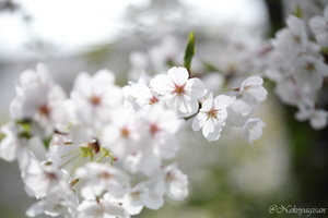 240406_sakura05.JPG