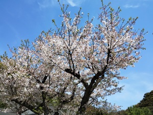 桜1.jpeg