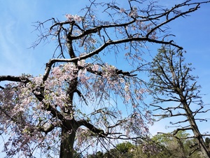 枝垂れ桜1.jpeg