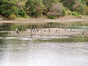 鳥達.jpg