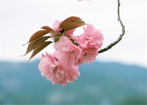 2023.04.16_伊賀上野　さるびの温泉　八重桜.jpg