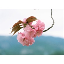2023.04.16_伊賀上野　さるびの温泉　八重桜.jpg