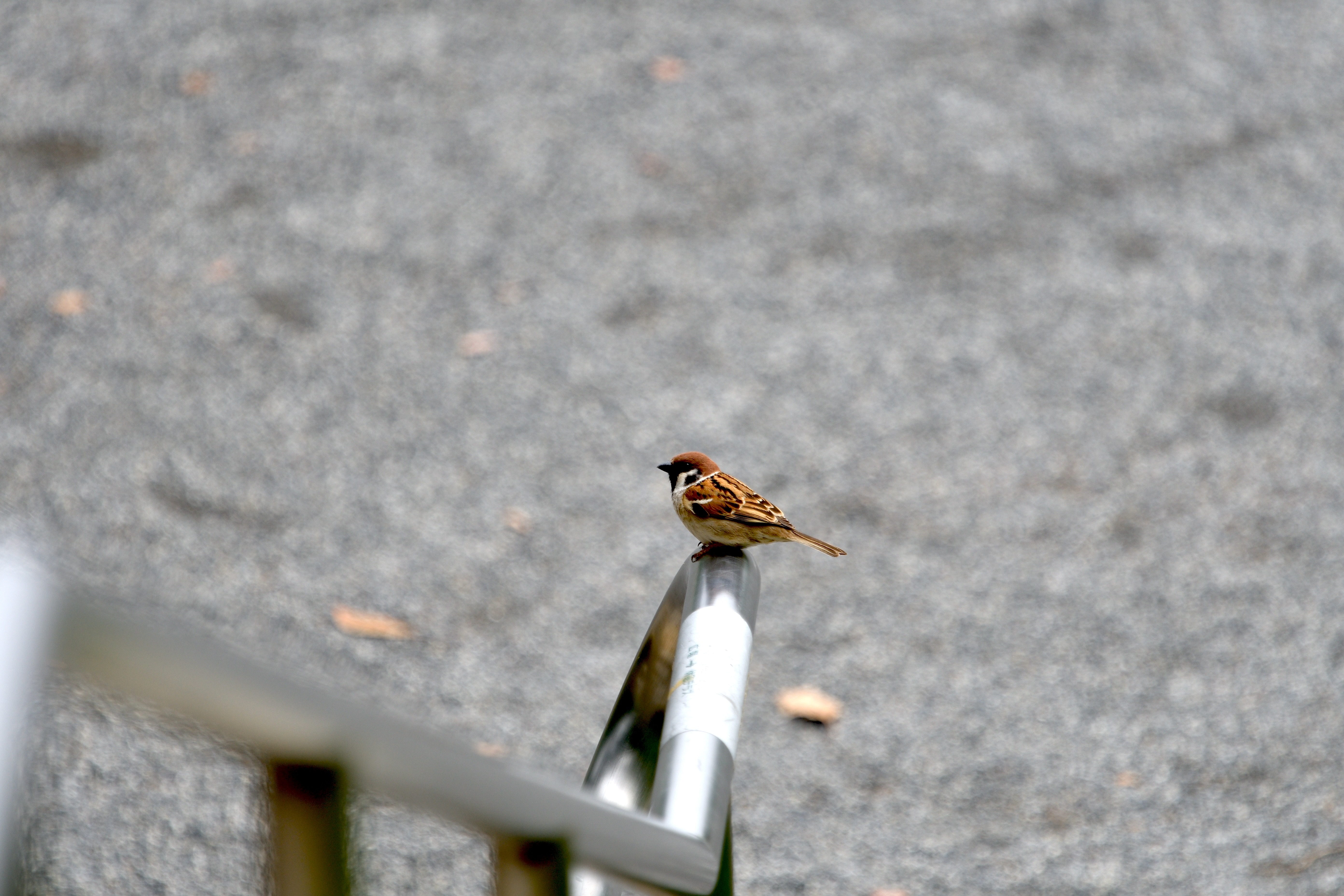 スズメ_.JPG