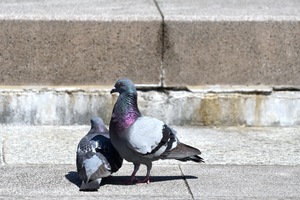 ハト交尾_.JPG