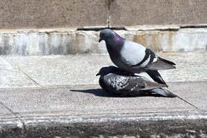 ハト交尾__04.JPG