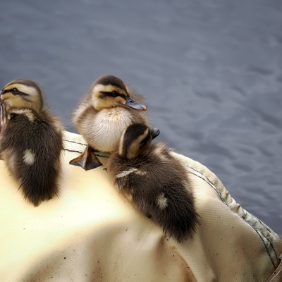 カルガモ親子A_(13).jpg