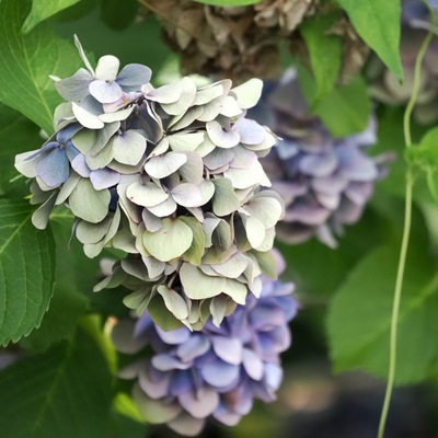 紫陽花_(2).jpg