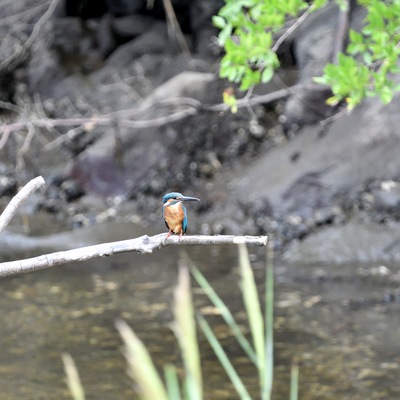 カワセミ_.JPG