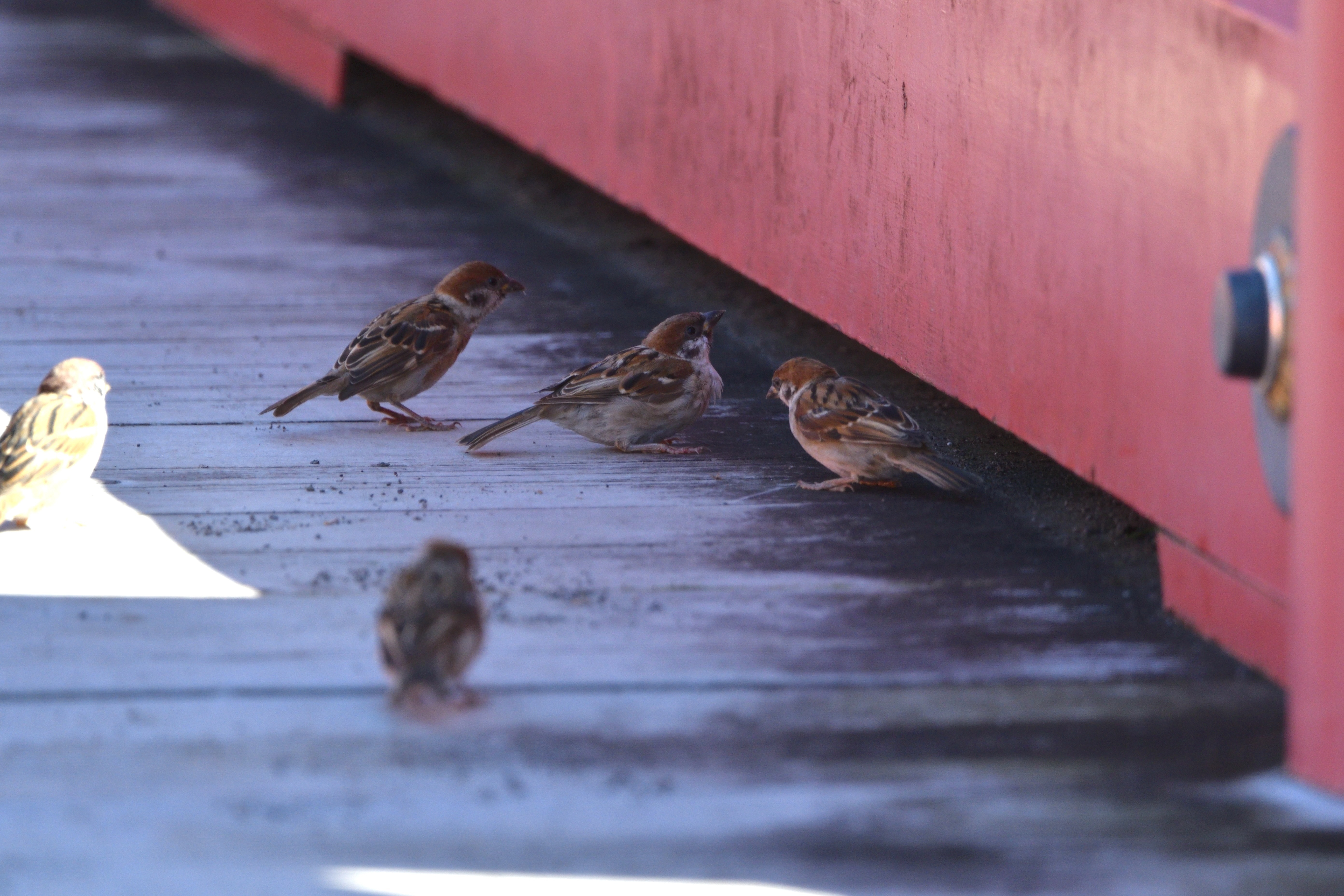 すずめ__04.JPG