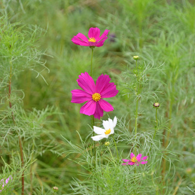 コスモス_.JPG
