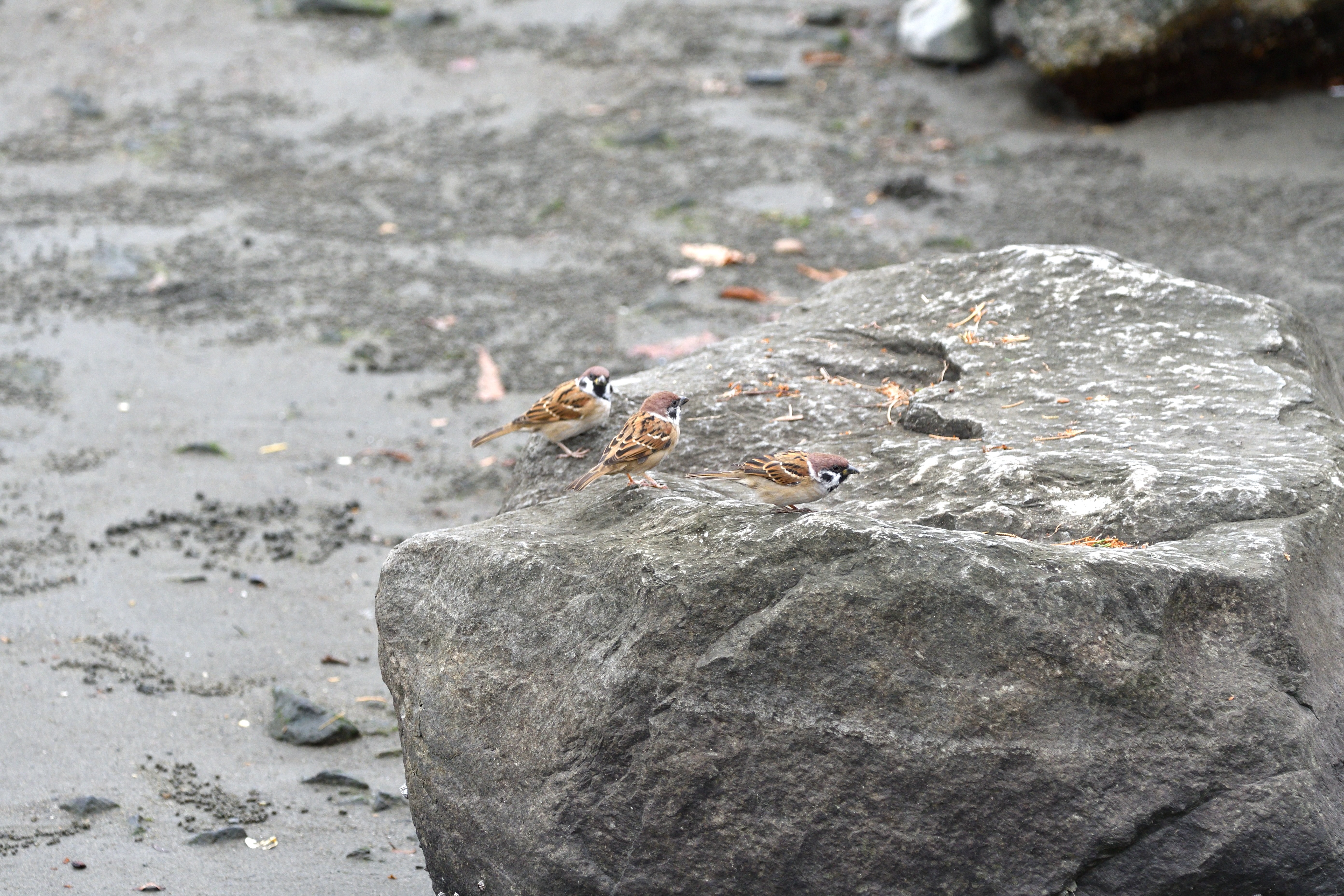 すずめ__03.JPG