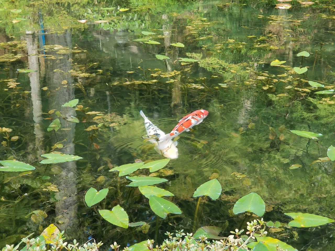 20240925_モネの池.jpg