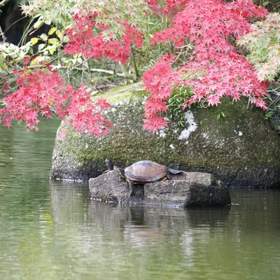 カメ紅葉.jpg