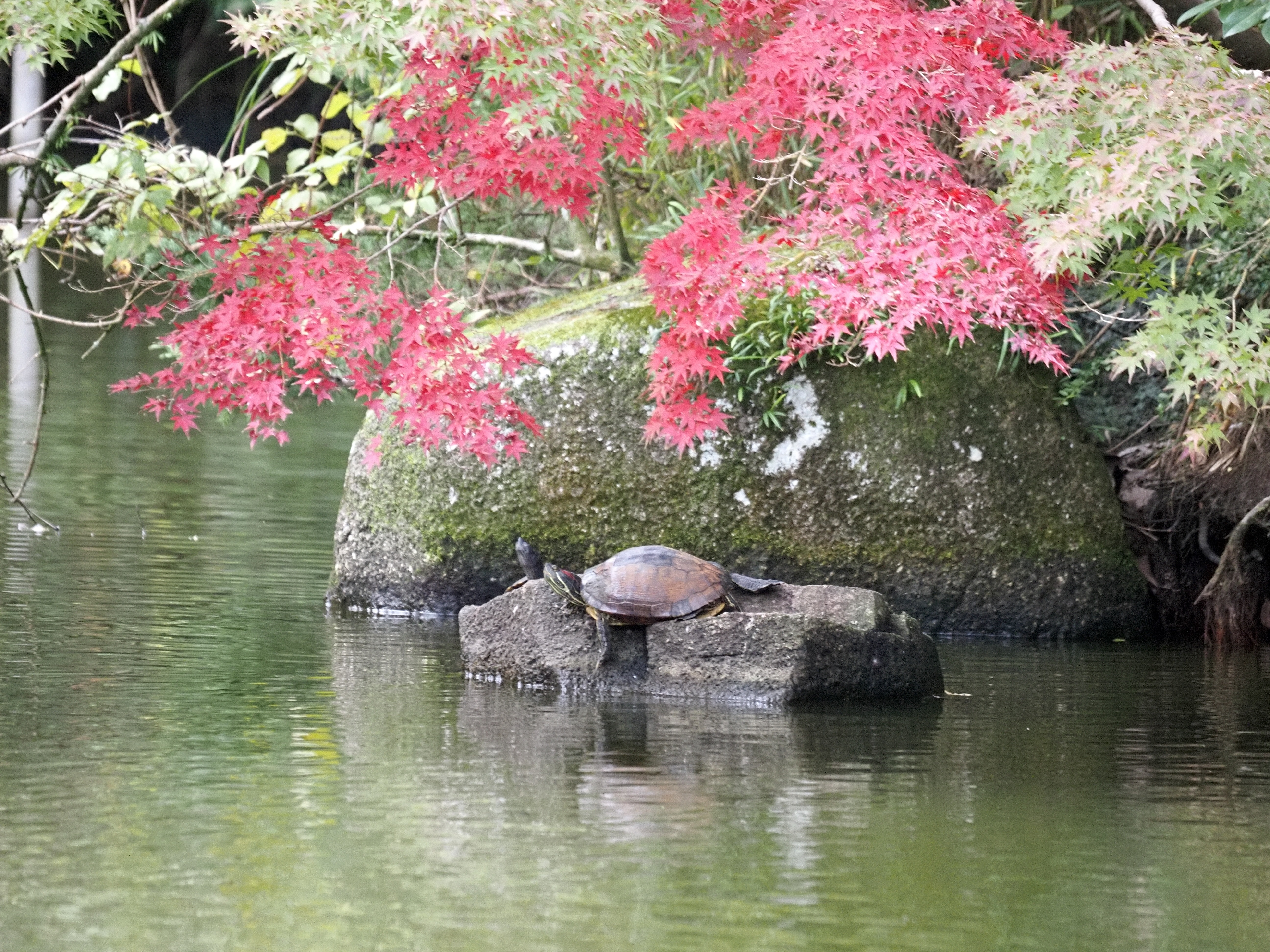 カメ紅葉.jpg