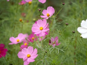 コスモス.jpg