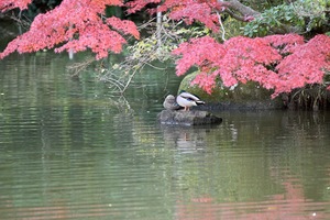 まがもかるがも.JPG