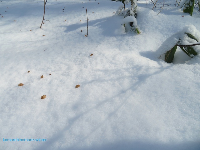 komorebinomori_winter.jpg