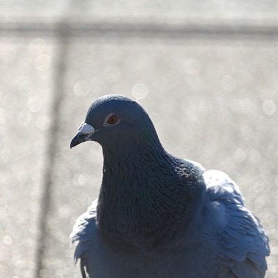 ハト.JPG