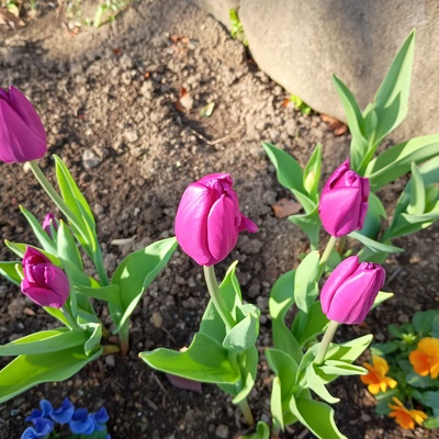 チューリップ.jpeg