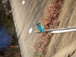 カワセミ_(3).jpg