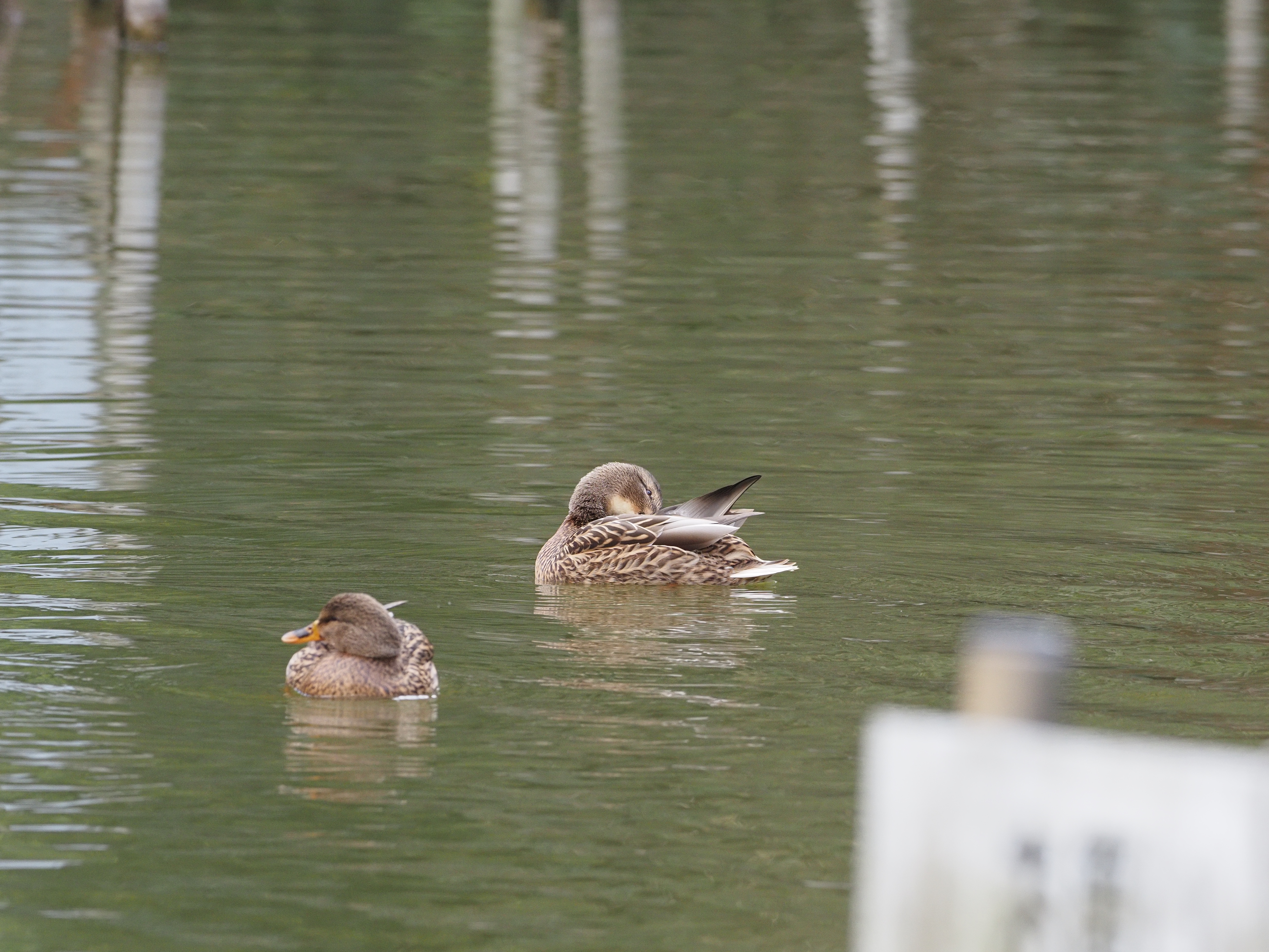 マガモ_(9).jpg