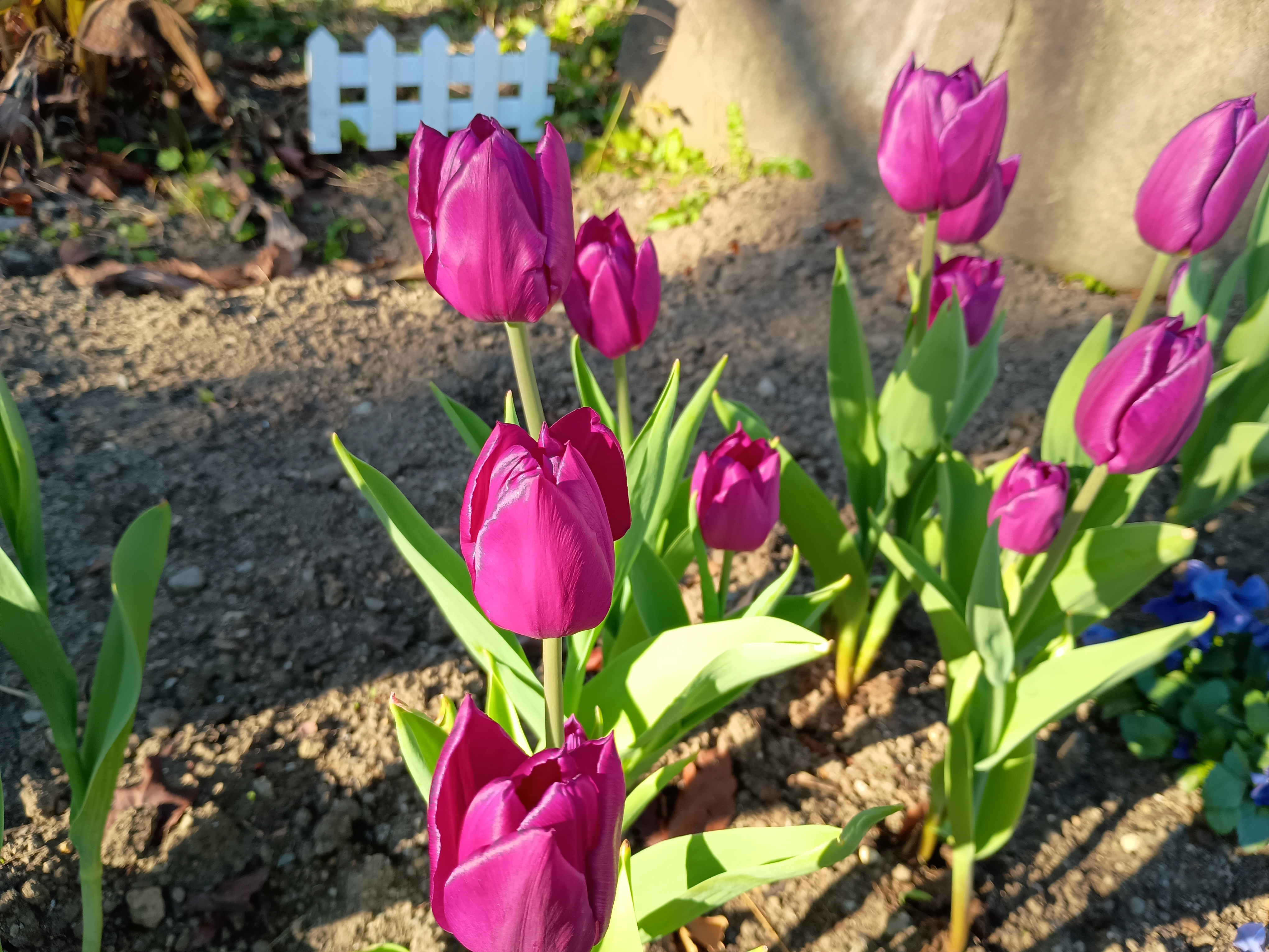 チューリップ.jpeg