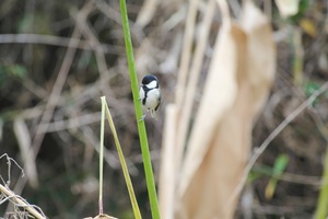 シジュウカラ.jpg