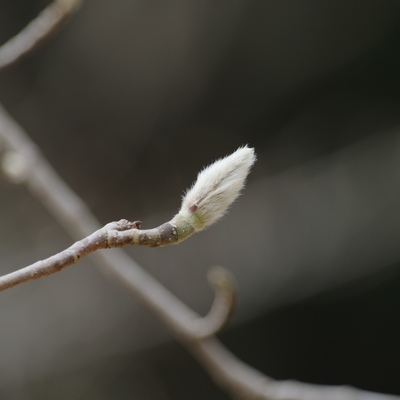 コブシの冬芽.jpg