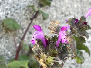 IMG_9872.jpeg