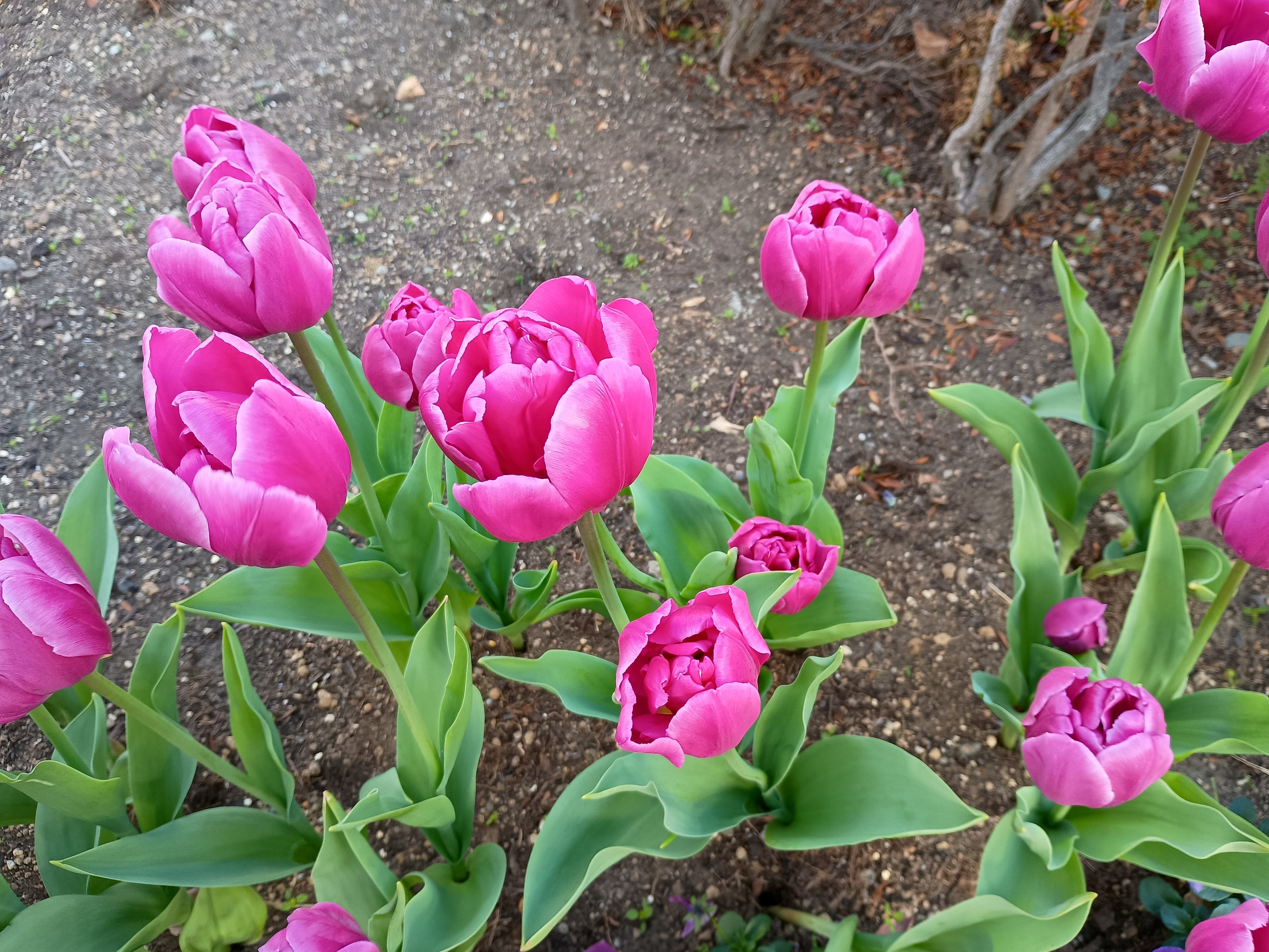 チューリップ.jpeg