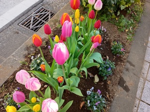 ちューリップ2.jpeg